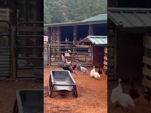 Birds by the Barn