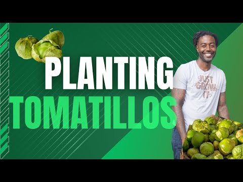 Planting Tomatillos in the garden | Grow with me