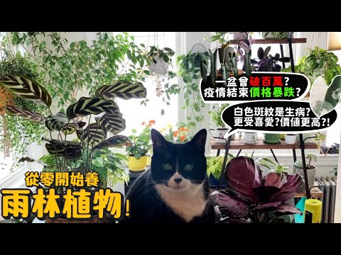 【從零開始養】雨林植物!一片葉子曾10萬?疫情結束後價格暴跌?白色斑紋是生病?更受歡迎?價值更高?有養貓可以養嗎?居然容易被偷?【許伯簡芝】