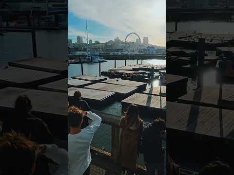 Sea lions at Pier 39 #travelvlog #sanfranciscotravel #travel #california