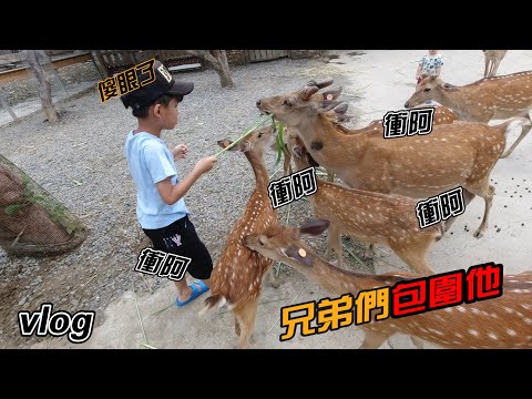 鹿境  看鹿 差點被包圍 VLOG [BOSS東]