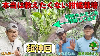 【超神回】有料級の瀬片さん動画！植物ホルモンを徹底理解して変幻自在に木を作る！現代農業でも紹介された柑橘初の芽傷入れ！【せがた農園 瀬片元治さん①】