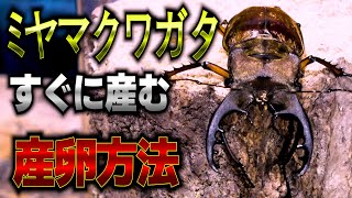 ミヤマクワガタの失敗しない産卵セット