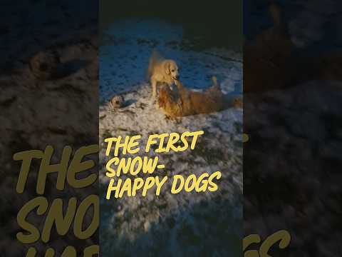 The first snow made my dogs happy #dogs #shorts #goldenretriever #happy