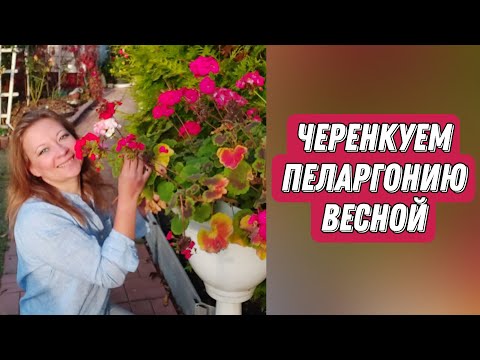 Черенкуем пеларгонию правильно | Черенкование пеларгонии весной 2022