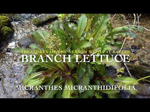 Treasures of the Season: Spring 'Branch Lettuce' Micranthes Micranthidifolia