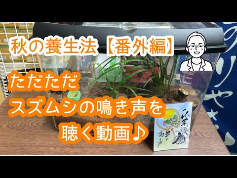 鈴虫の鳴き声を聴く動画【秋の養生法】【東洋医学】