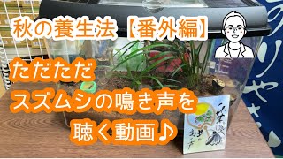 鈴虫の鳴き声を聴く動画【秋の養生法】【東洋医学】