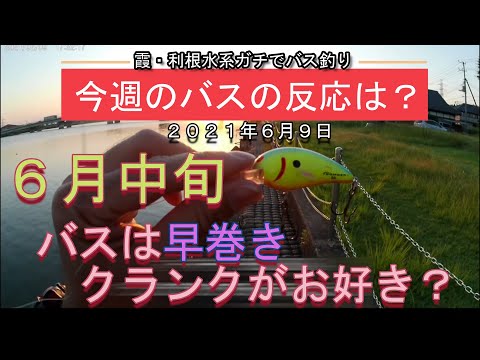 【バス釣り】6月中旬‗今週のバスの反応は？霞ヶ浦・利根川水系‗2021年6月9日+アメリカンルアー‗早巻きクランクを試すとミスバイト→追い食い？