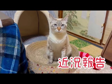 うどんちゃんの近況報告