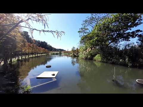 大溪落羽松景點｜月眉人工濕地生態公園｜山豬湖｜李希去走走