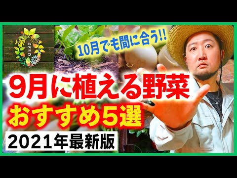 【最新版】9月に植える秋冬野菜５選【初心者におすすめの野菜の種】