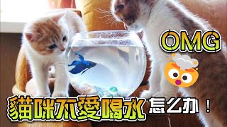 【養貓必看，新手必看】【貓奴必看 】「貓咪不愛喝水？教你讓貓咪愛上喝水的小撇步！」貓咪不愛喝水的原因。貓咪不愛喝水怎麼辦？「教你讓貓咪愛上喝水，解決貓咪脫水問題！真實案例分享！」貓主必看的養貓小常識！