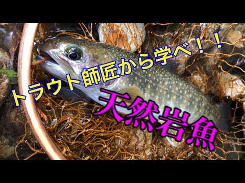 大型イワナを捕獲せよ【トラウトルアー】