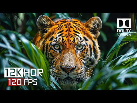 Wild World of Dolby Vision - 12K HDR 120FPS