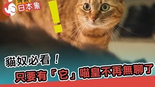 【日本象】貓奴必看！只要有「它」，喵皇不再無聊了～