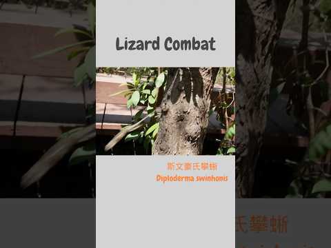 Lizard Combat! 蜥蜴的搏鬥! #wildlife #nature #herping