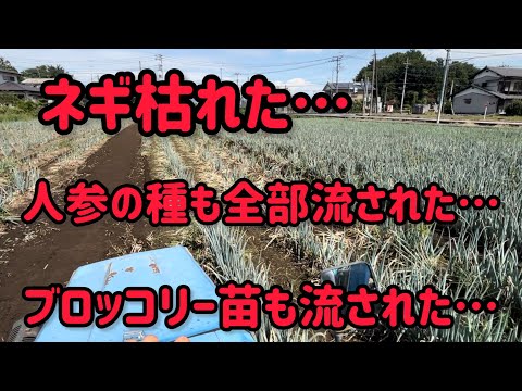 チックショー！！ゲリラ豪雨が毎日！まぁいいや。同じような農家さんいたらまた共に立ち上がり共に頑張ろう。