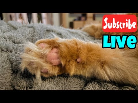 Wednesday Fluff and Whiskers - Live Stream