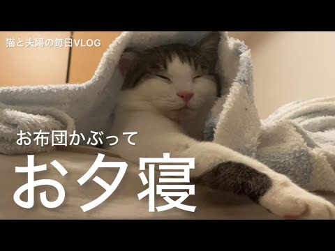 猫と夫婦の毎日VLOG#460 お布団かぶってお夕寝