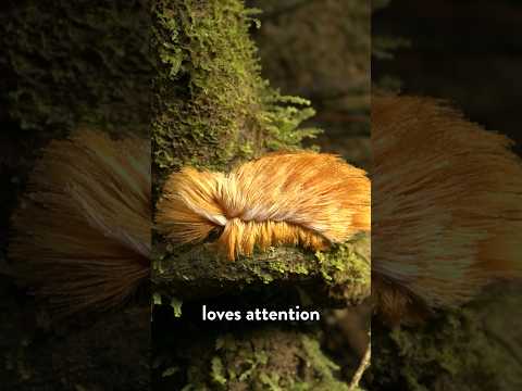 Why this venomous caterpillar looks like Donald Trump’s hair