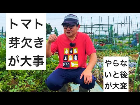 トマトの芽欠き作業｜手を抜くと後から大変になります