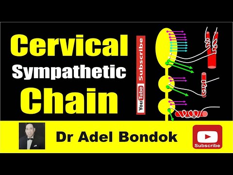 Cervical Sympathetic Chain, Dr Adel Bondok Making Anatomy Easy