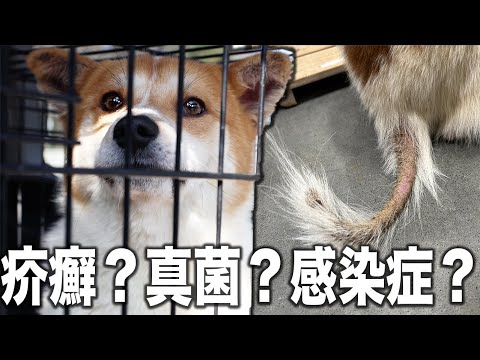 【さらに全国へ】静岡の愛護センターへ！行き場のなかった捨て犬を保護しに行ったら尻尾がズル剥けで...