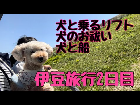 【犬と旅行】伊豆旅行沢山遊んだ２日目