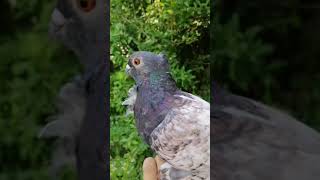 En İyi Güvercin Tiktok Akımı -Hünkari güvercin - ( Güvercin ve kuşculuk) #hünkari #güvercin #pigeon