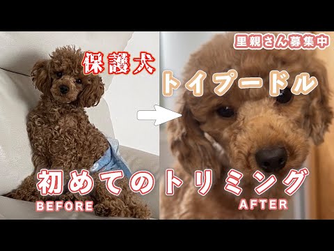 【保護犬トイプードルのトリミング❗️】カット前の方が可愛かったかな…