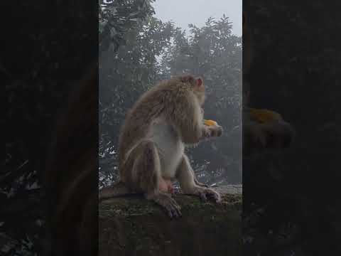 monkey in Forest 2