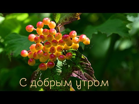 С ДОБРЫМ УТРОМ #доброеутро #музыкальныеоткрытки