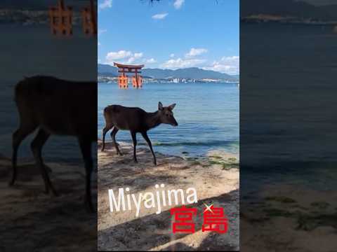 Miyajima 宮島 - Itsukushima 厳島