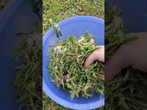 Picking spring dandelions for salad