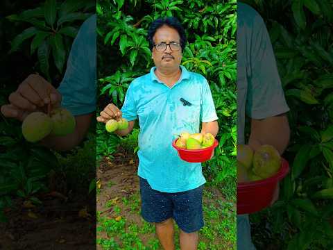 ସକାଳୁ ସକାଳୁ କଲି Mango Collection#youtube#mango#viral