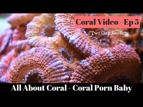 Coral Porn Baby