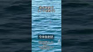 【泳がせ釣り(ノマセ釣り)】生きエサが動いてウキが沈んだり、浮いてきたり…。本命が来たらズボっとウキが沈みます。#Fishing#釣り#釣り部#釣り好き