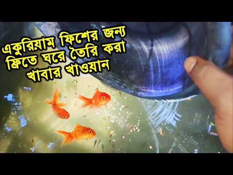 একুরিয়াম ফিশের জন্য ফ্রিতে ঘরে তৈরি করা খাবার খাওয়ান | Mahid Dream Zoo | Aquarium Fish Free Food