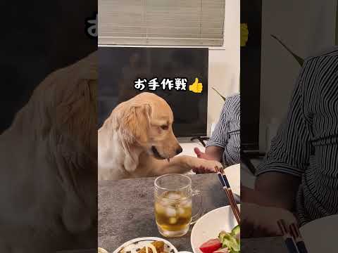 ご飯を横から食べたいのにもらえない悲しみ#ゴールデンレトリバー仔犬 #ゴールデン子犬 #puppy