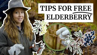 Do This NOW for FREE Medicine | Elderberry Plants from your Cuttings