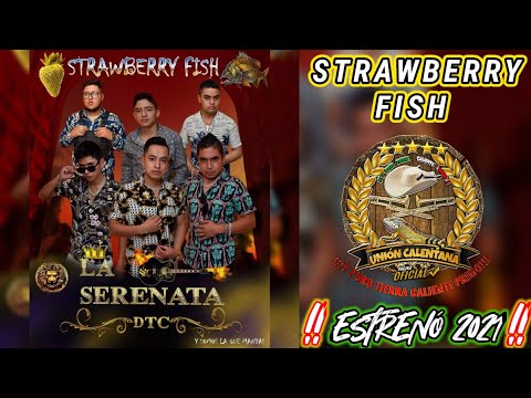 Stawberry Fish / La Serenata De Tierra Caliente / ¡¡¡Estreno 2021!!!