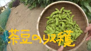 家庭菜園　茶豆の収穫