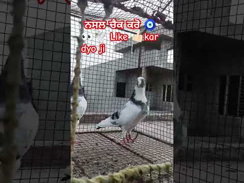 #pigeon #kabuterlover #shortvideos #youtube #kabuterbaaz #pigeonloves #birds #babumaan