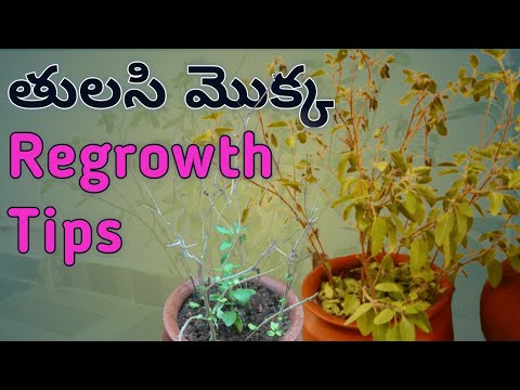 Tulasi plant growing tips / tulasi plant care / tulasi mokka / how to grow tulasi plant at home