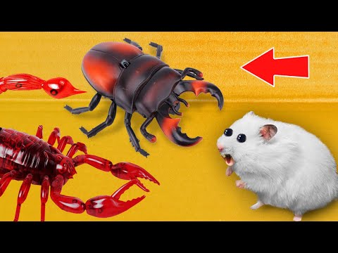 🦂 SCORPION & 🕷 ROACH - Hamster Maze with Traps ☠️ [OBSTACLE COURSE]