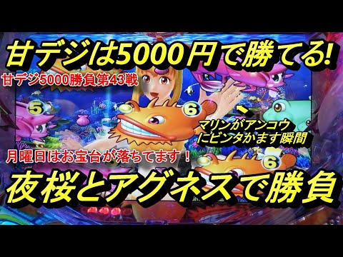 海物語甘デジ5000円勝負！　甘デジの夜桜とまわるんのアグネスで勝負しました！