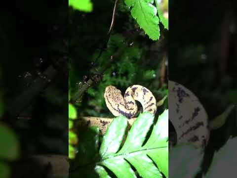 躲於蕨葉下的泰雅鈍頭蛇 / Atayal Slug-eating Snake! #snake #herping #wildlife