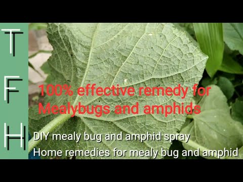 Homemade Spray for Amphids and Mealybugs, DIY spray, Video in Urdu and Hindi, with English subtitles