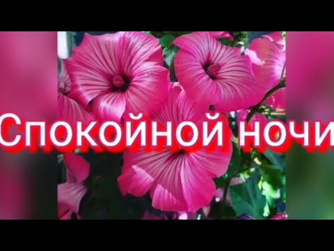 Спокойной Ночки! 💖Сладких Снов! 💖Доброй Ночи!💖